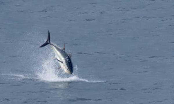 A fish jumps out of the water