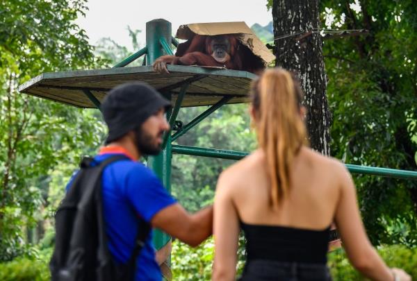 Visitors to Zoo Negara surge by 40pc this year