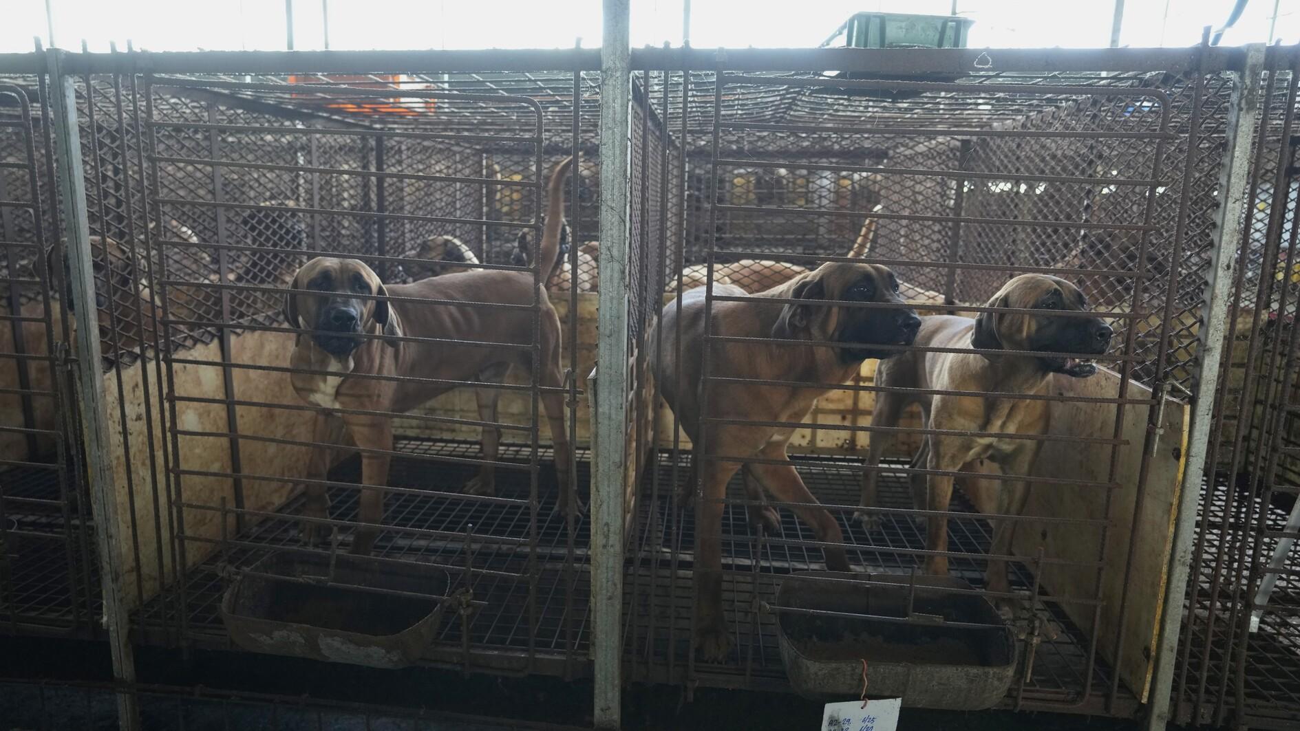 South Korea sets a compensation plan for dog meat farmers