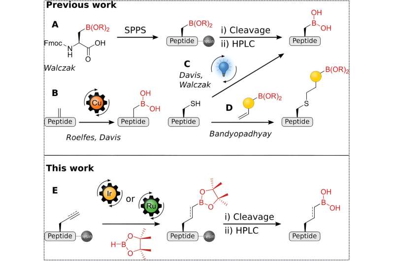 Peptide boronic acids: New prospects for immunology