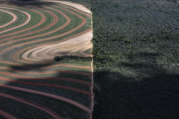 Commodities such as corn, cattle and soy are major drivers of deforestation yet receive heavy financing from banks. Image © Marizilda Cruppe/Greenpeace.