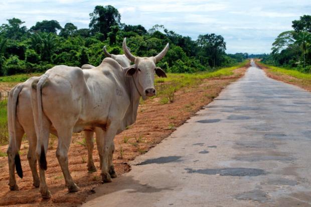 Cattle by the side of the road in Brazilian Amazon. Image by Kate Evans/CIFOR via Flickr (CC BY-NC-ND 2.0).