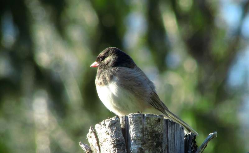 juncos
