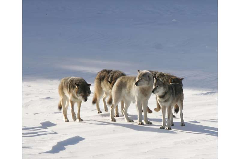The wolf M93, nicknamed 'Old Gray Guy' by researchers, stands out amid other pack members with his distinctive lighter color