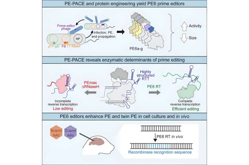 Researchers make genome prime editors smaller and more efficient for therapeutic applications