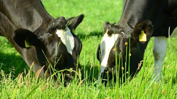 Research advances in reducing methane emissions with feed additives