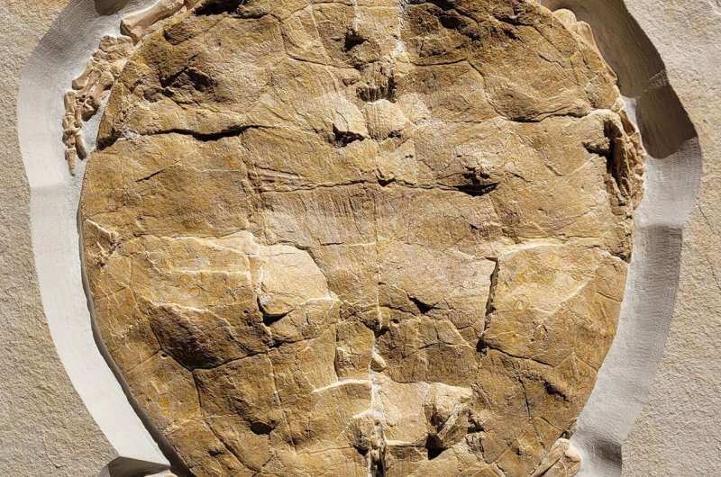 Perfectly preserved turtle fossil gives clues to habitat 150 million years ago 
