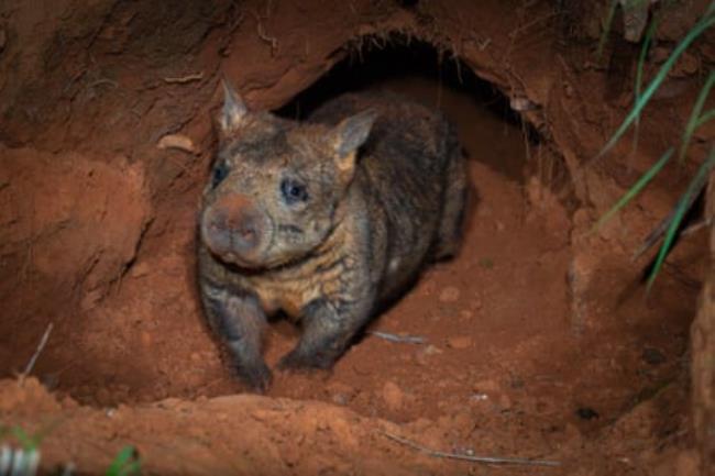 A northern hairy-nosed wombat at Queensland’s Richard Underwood Nature Refuge.
