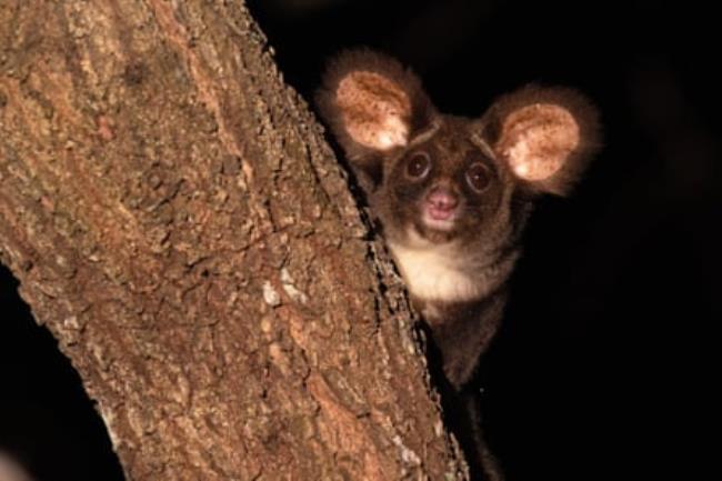 A greater glider in south-east Queensland.