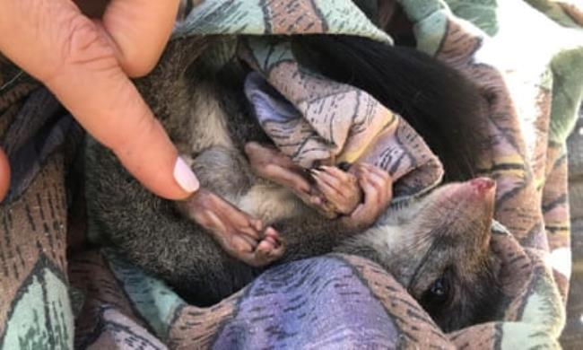 A brush-tailed phascogale.