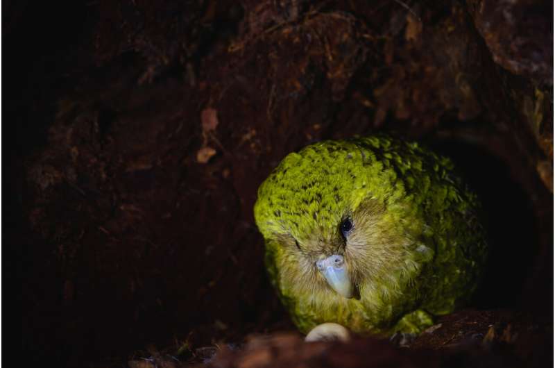 Saving species from extinction - high-quality kākāpō population sequencing provides breakthrough in understanding key conservati