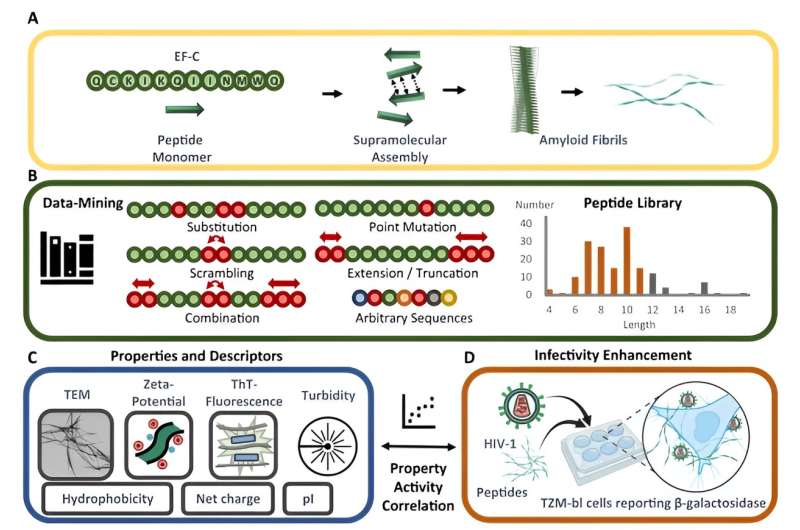 Learning from viruses: Molecular fibers can help to introduce genetic material into cells