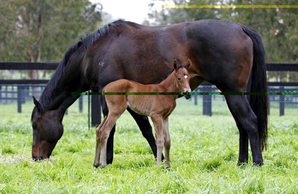 Black Caviar with its foal, Little Cav, pictured in 2015