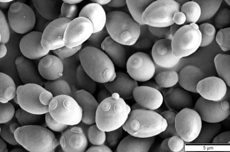 Saccharomyces cerevisiae yeast