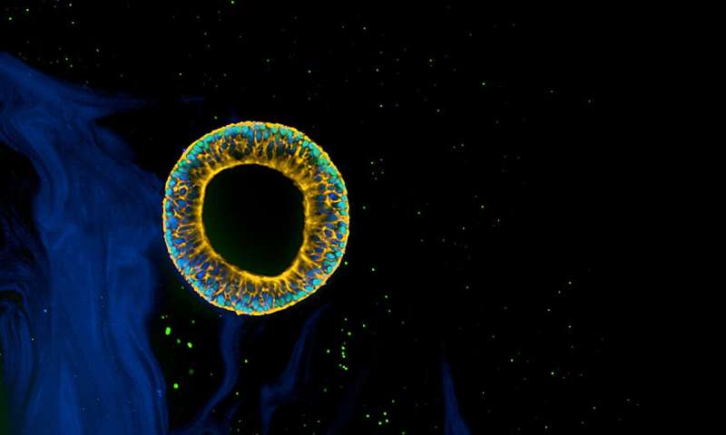 A dynamic matrix with DNA-encoded viscoelasticity to support the development of organoids and other biological tissues