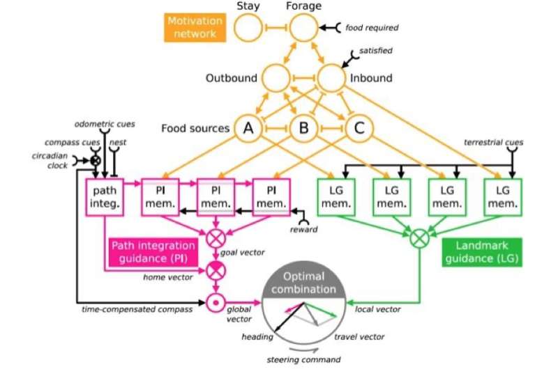 The significance of the mesoscale in multiscale neuroethology modeling