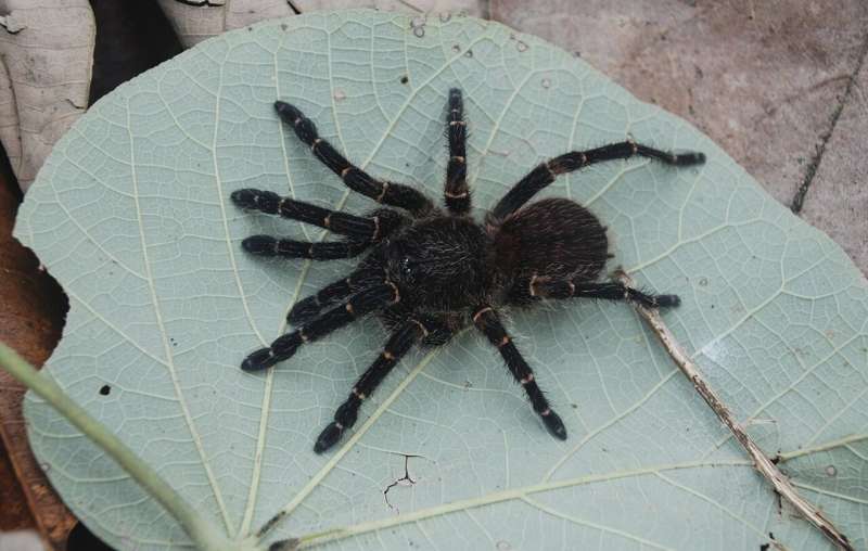 探险揭示哥伦比亚生物多样性热点中的四种新狼蛛物种