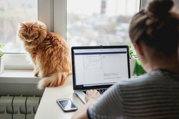 Woman uses laptop while a cat sits on nearby windowsill looking at camera