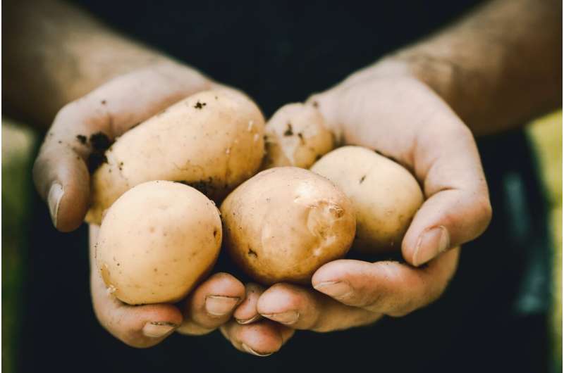 potato