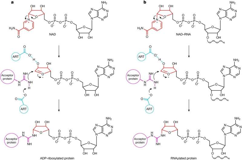 Viruses glue RNA to proteins