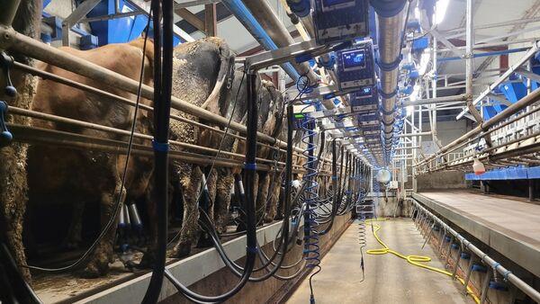 Hoofin' It: Focusing on herd health for farm resilience