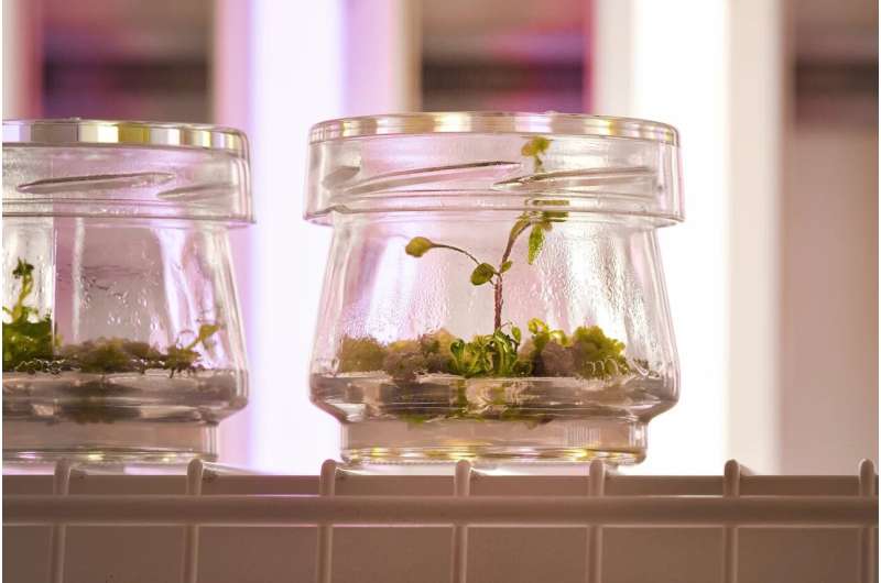 基因调整可以使燕麦更有营养，延长保质期