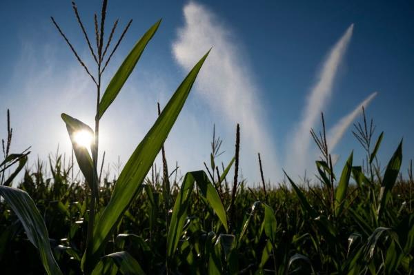 Agriculture and Food Security Ministry to set up grain corn cultivation as alternative to bran for livestock feed