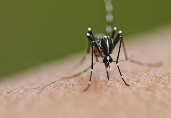 Health D-G: Number of dengue cases up 4.7pc, two deaths reported
