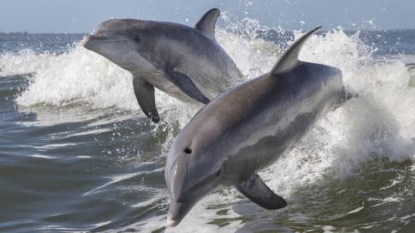 dolphins jumping out of water, dangerous animals