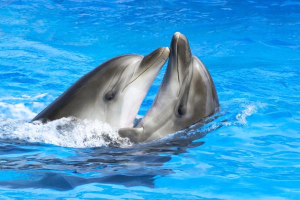 dolphin