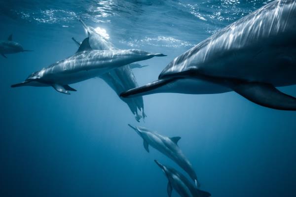 dolphin