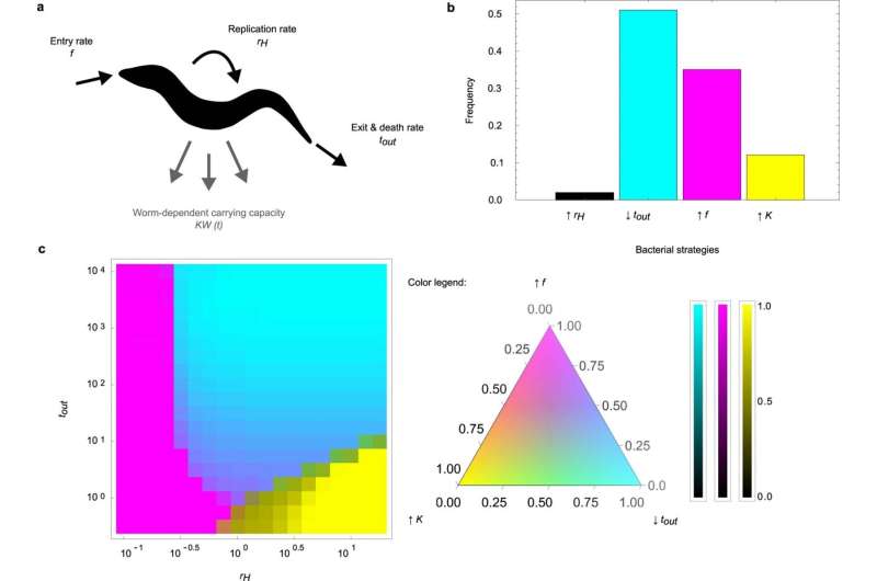 When it is good to be wrinkly: Bacteria with a wrinkly look are best adapted to a host organism