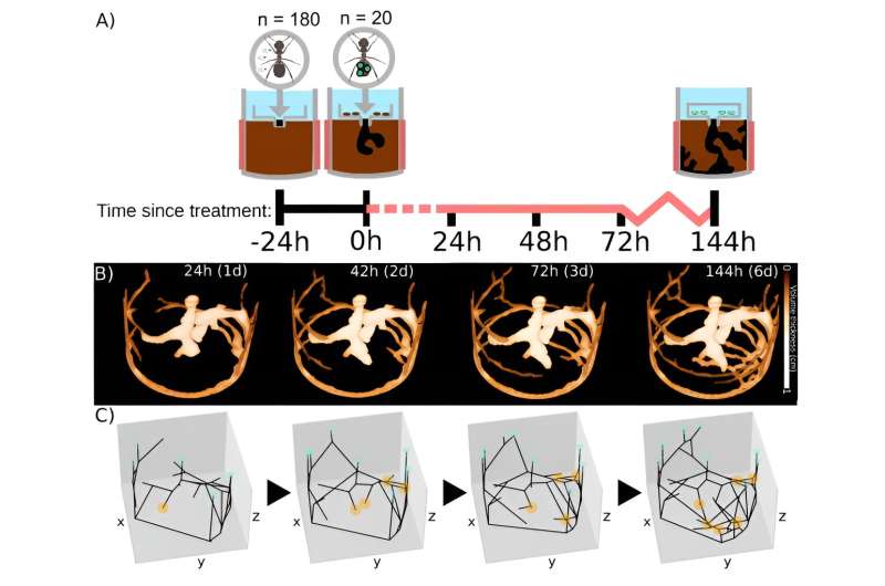 Black garden ants modify the structure of their nests to mitigate fungal infection spread
