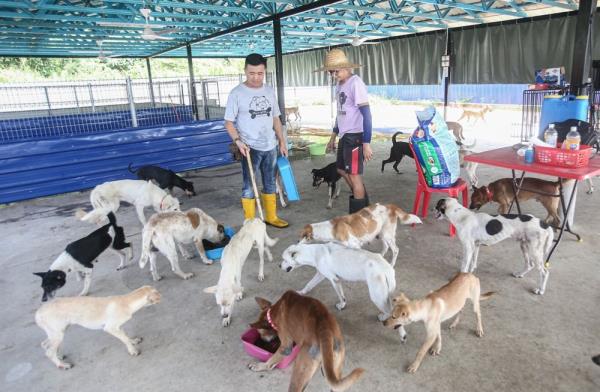 自私人收容所开设以来，霹雳州捕获的流浪狗数量超过100只