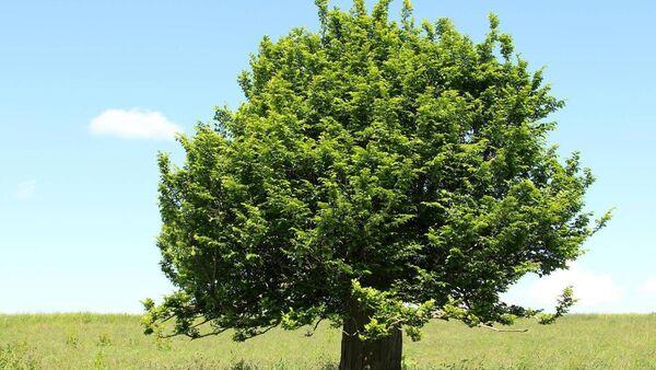 Garden Q&A: How much should I cut  hornbeam tree branches