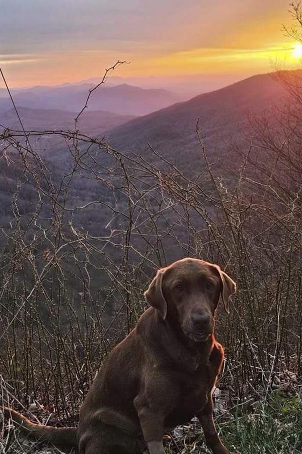 Chocolate labrador, Moss, sitting in a forest, once owned by Boone McCrary who died during a rescue mission in Hurricane Helen.