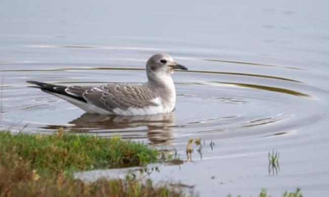 A Sabine’s Gull, on Moss’s Somerset patch.