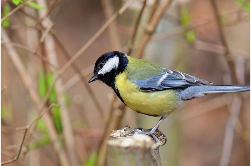 great tit