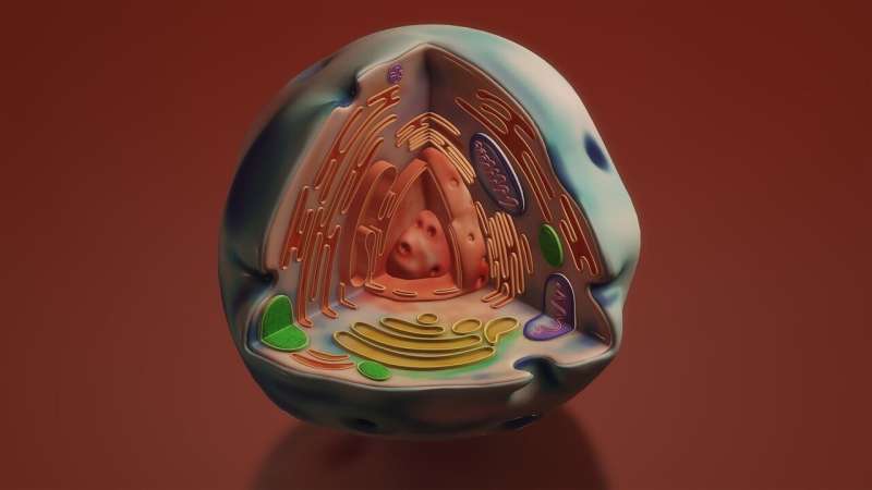 nucleolus