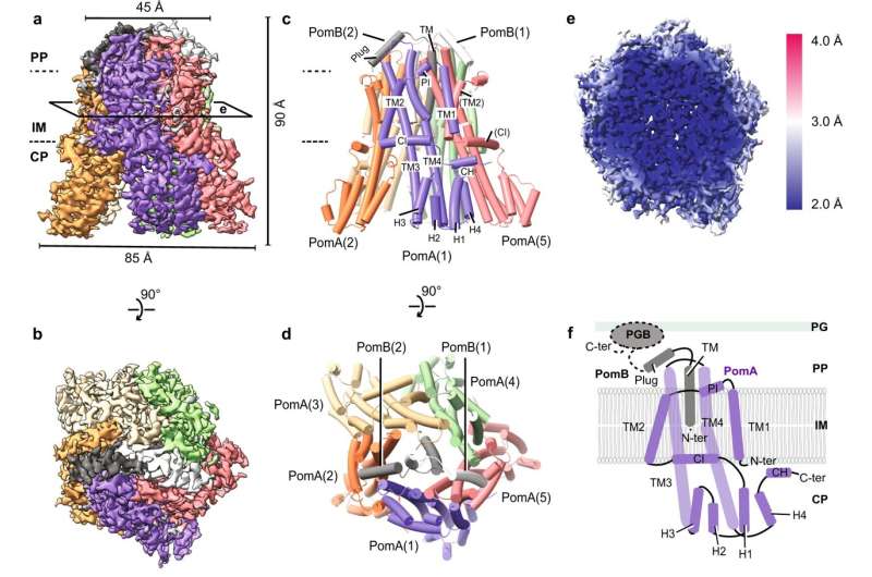 Bacteria like cholera may be crucial in the development of new antibiotics