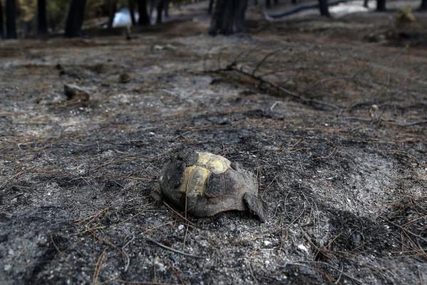 How are animals adapting to megafires?