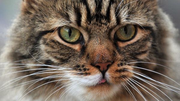 研究表明家猫与野猫的混合始于50年前