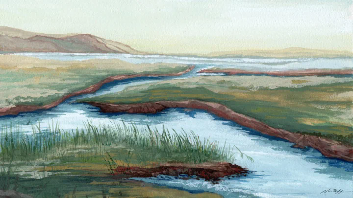 The wetlands of the Upper Newport Bay Ecological Reserve support populations of shorebirds, waterfowl, native plants, and rare and endangered species. 