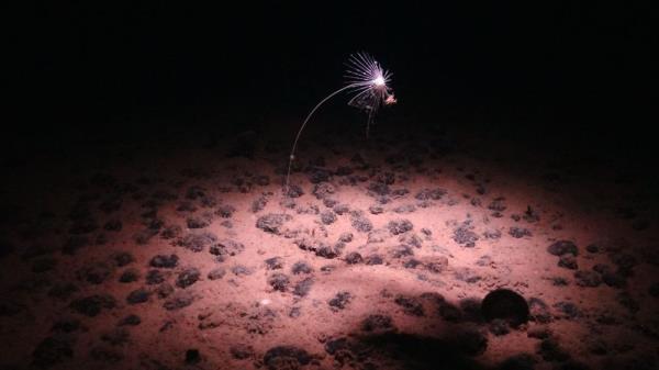 Deep ocean targeted for mining is rich in unknown life