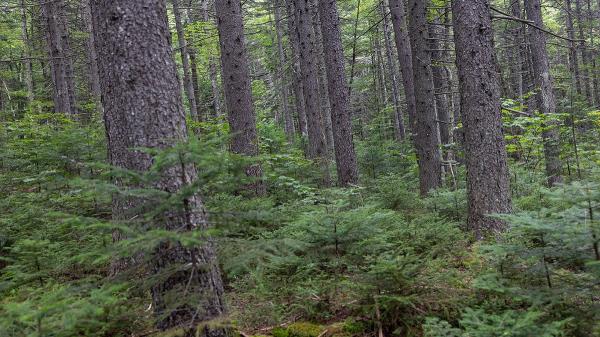 White Mountains