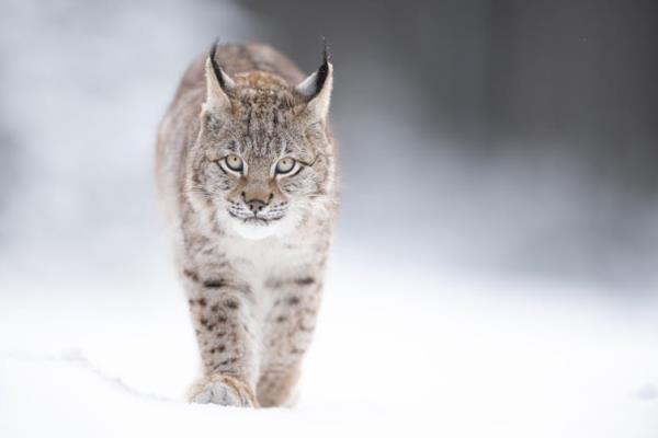 A Eurasian lynx walking towards the camera in the snow.