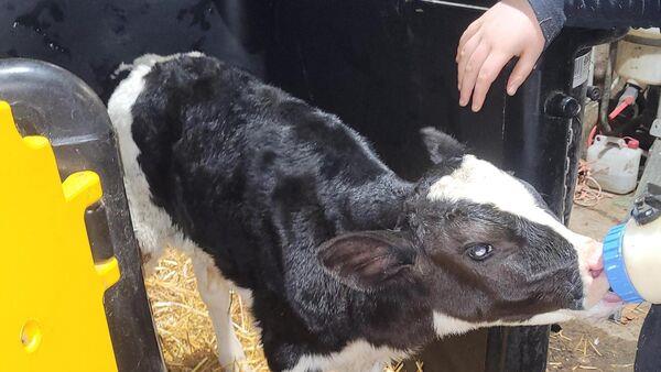 Paula Hynes: The cycle of new life on the farm
