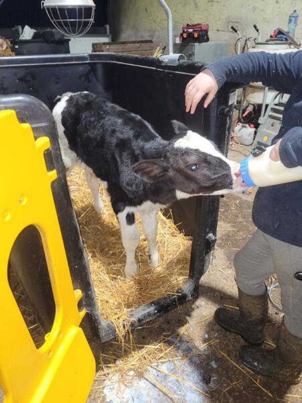 Georgie Hynes feeding colostrum to a calf born on the Hynes farm this week