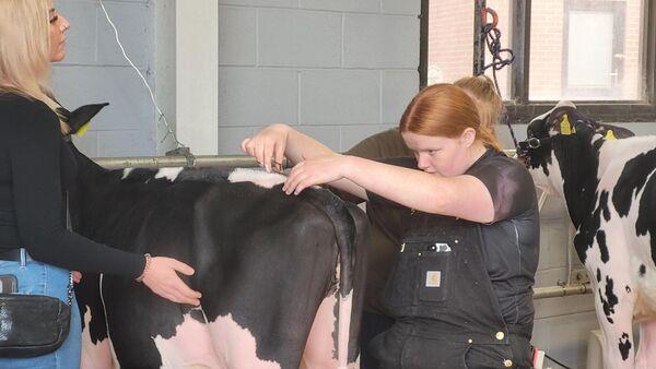 Showing at the biggest calf show in the UK
