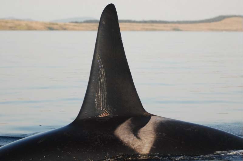 Post-menopause orca mothers protect their sons from being injured by other orcas